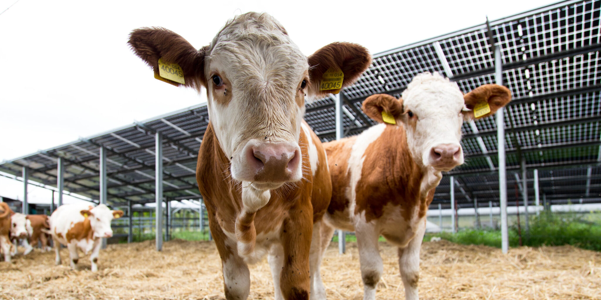 Vnap H Lt Nachsch Rfungen Bei Der Neuen Norm F R Agri Photovoltaik In