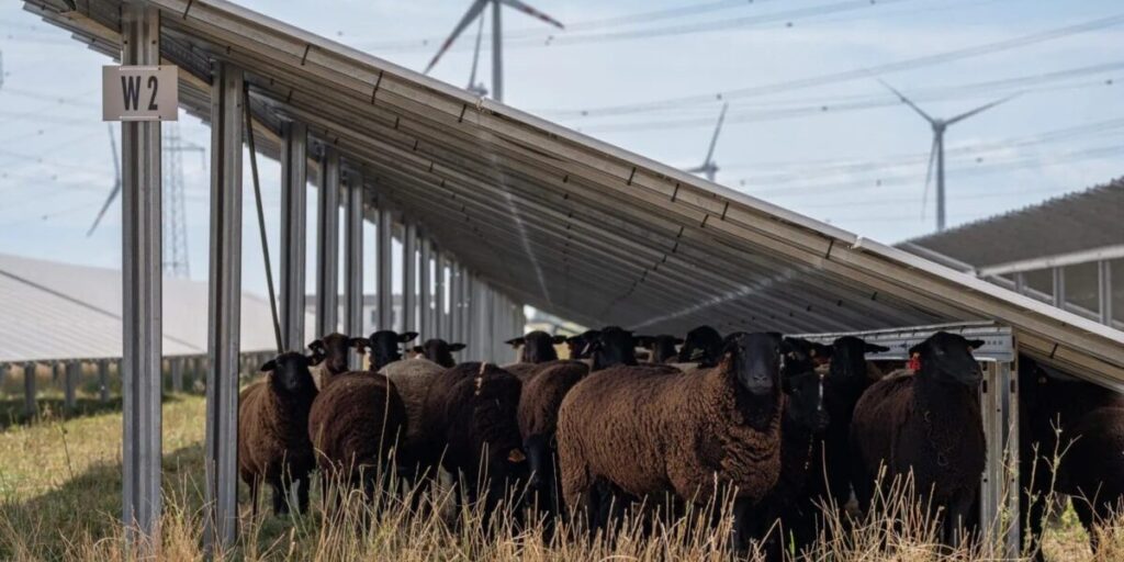 Püspök, Solarpark, Windpark, Schafe